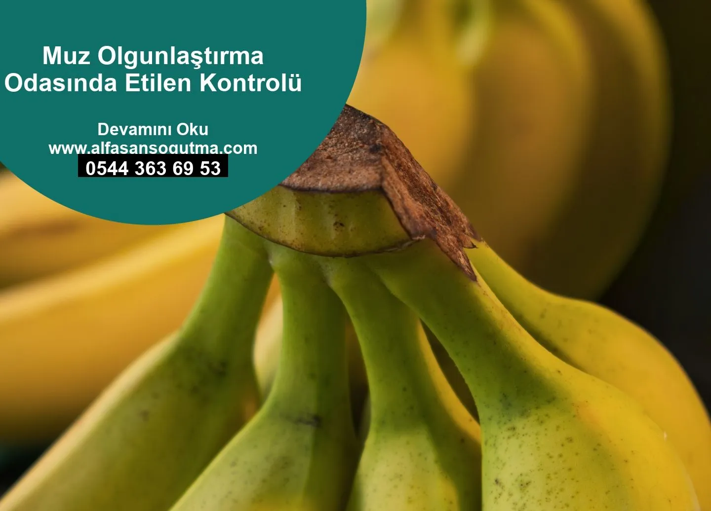 Muz Olgunlaştırma Odasında Etilen Kontrolü